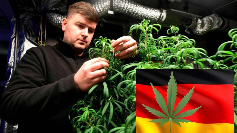 Autoriza Alemania consumo recreativo de la mariguana