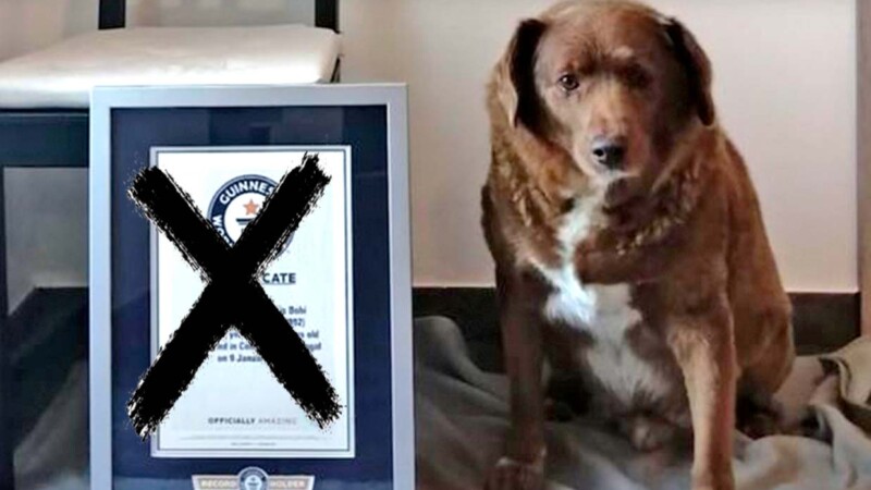 Guinness retira a Bobi titulo de perro mas longevo de la historia