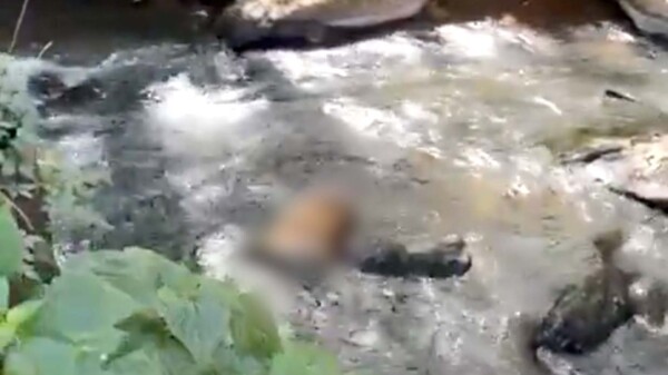 Encuentran tigre decapitado en Valle de Bravo