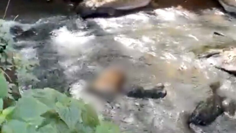 Encuentran tigre decapitado en Valle de Bravo