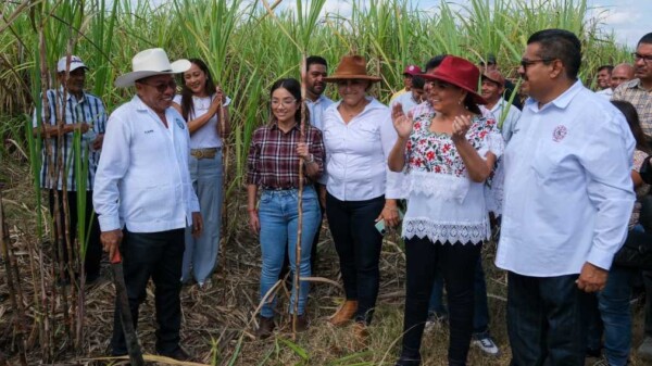 Con machetazo tradicional se oficializó zafra 2023-2024 en sur del estado.