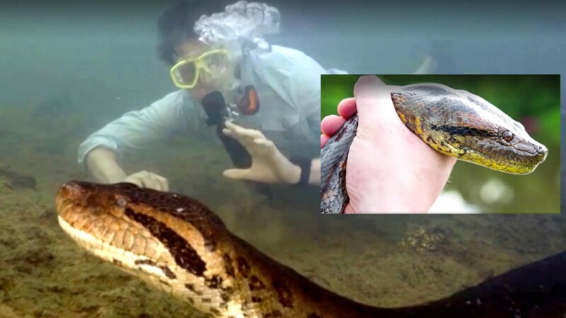 Muere la anaconda mas grande del mundo