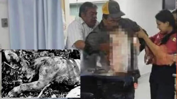 Campesino en Tamaulipas lucha a muerte contra puma, y vence