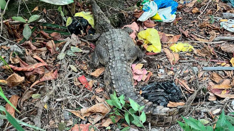 Alarma aparición de cocodrilo en fraccionamiento de Cancún