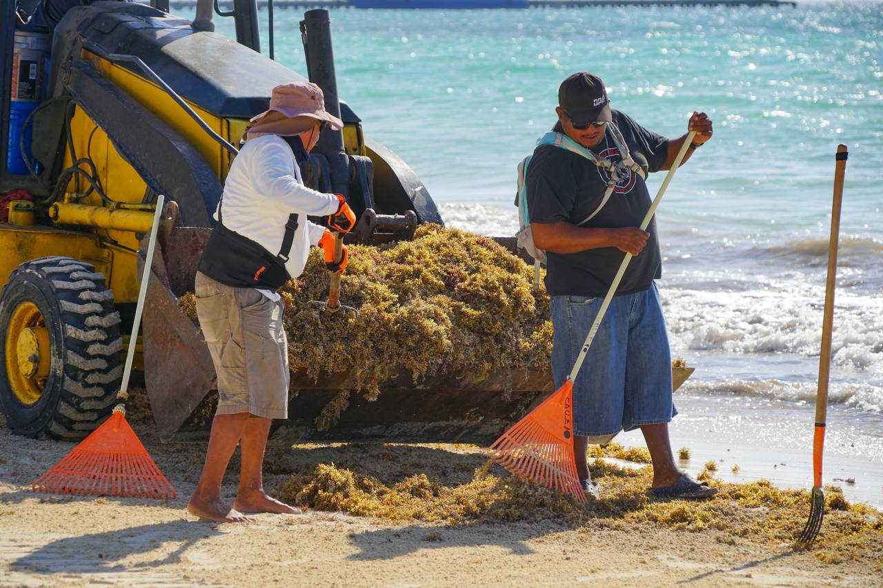 Conoce el Semáforo de sargazo para este fin de semana; el personal de la Zofemat se encuentra limpiando los arenales para mantenerlas limpias