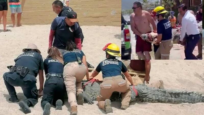 Descomunal cocodrilo es capturado en Puerto Vallarta