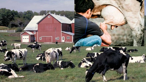 Gripe aviar es detectada en leche de vacas en EE.UU.