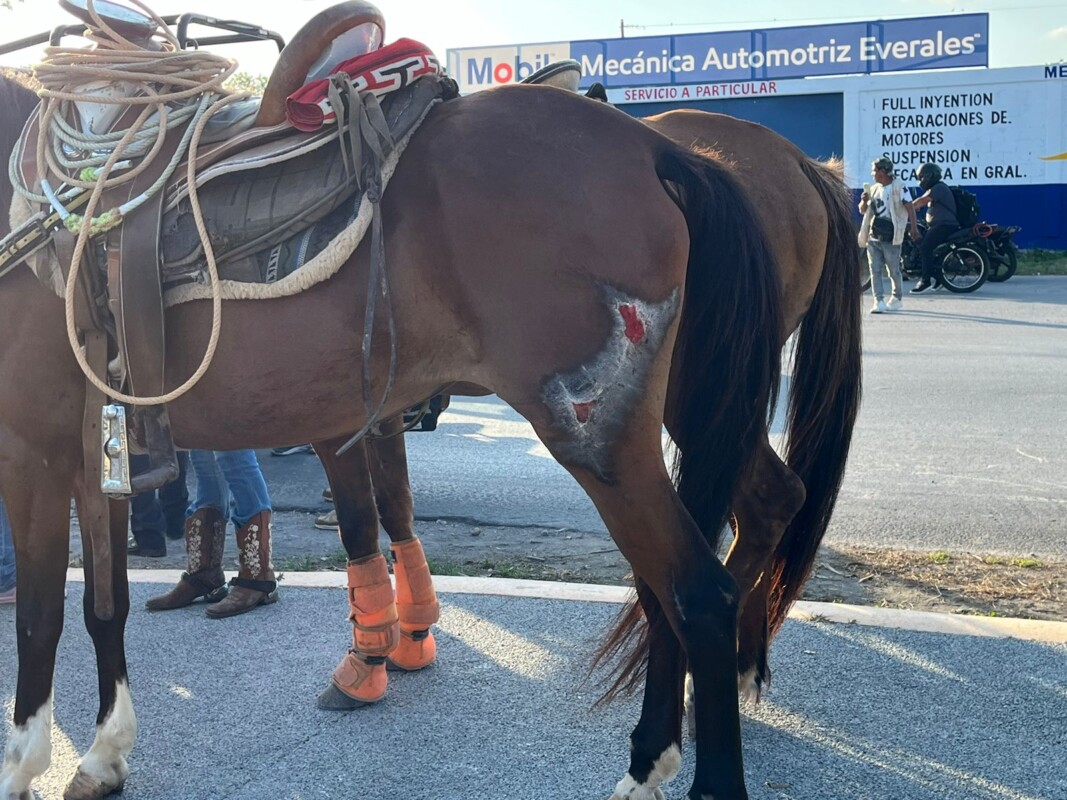 Caballo ocasiona accidente de tránsito en Av. 20 de Noviembre de Cancún