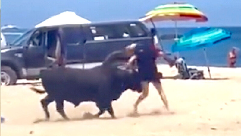 Toro siembra el terror en playa mexicana