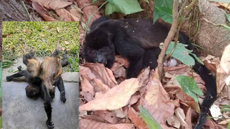 Ola de calor diezma a población de monos aulladores en Tabasco