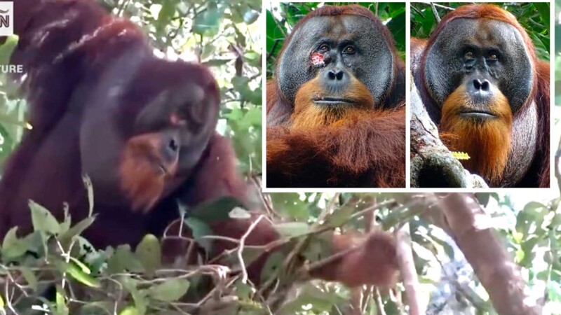 Orangután sorprende a científicos al curarse herida con plantas medicinales
