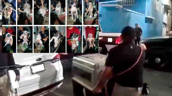 Autoridades rescatan a 17 perritos en domicilio de la CDMX
