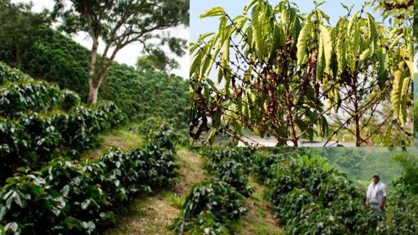 Cosecha de café en Chiapas en riesgo por la fuerte sequía