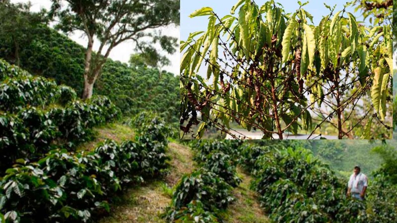 Cosecha de café en Chiapas en riesgo por la fuerte sequía