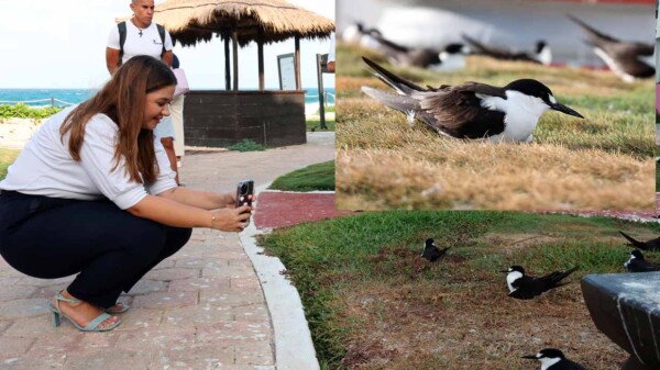 Arranca la temporada del charrán 2024 en Isla Mujeres