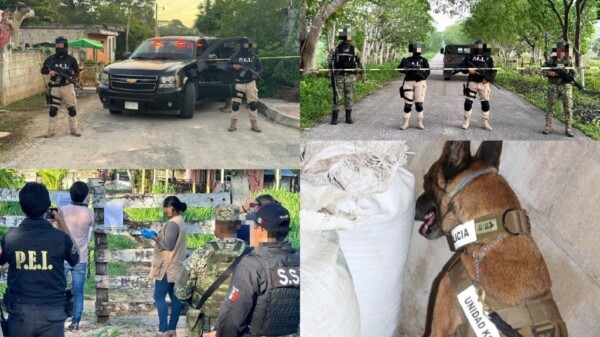 Aseguran cannabis y metanfetaminas en cateos en Panabá, Yucatán