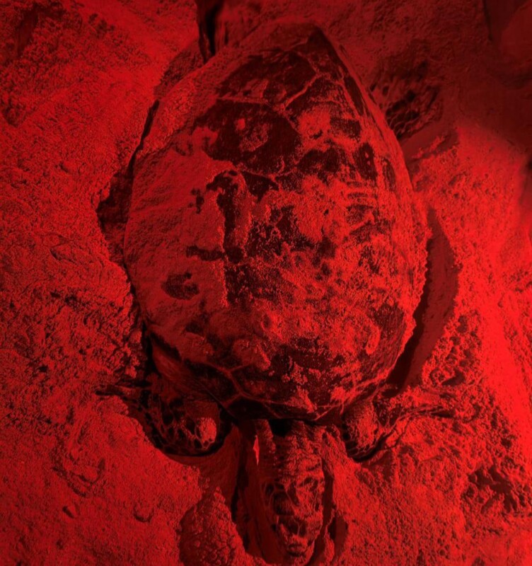 Los números detallan que se resguardan hasta el momento 26 nidos de Tortuga Caguama, 7 nidos de Tortuga Blanca y 4 nidos de Tortuga Carey.