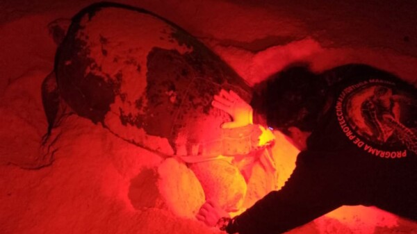 Gobierno Municipal de Isla Mujeres protege a las tortugas marinas a través del Campamento Tortuguero