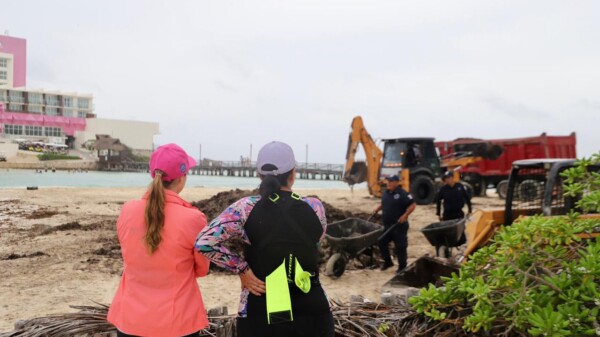 Gobierno municipal de Isla Mujeres retira en tiempo récord más de 500 toneladas de sargazo de playa Norte