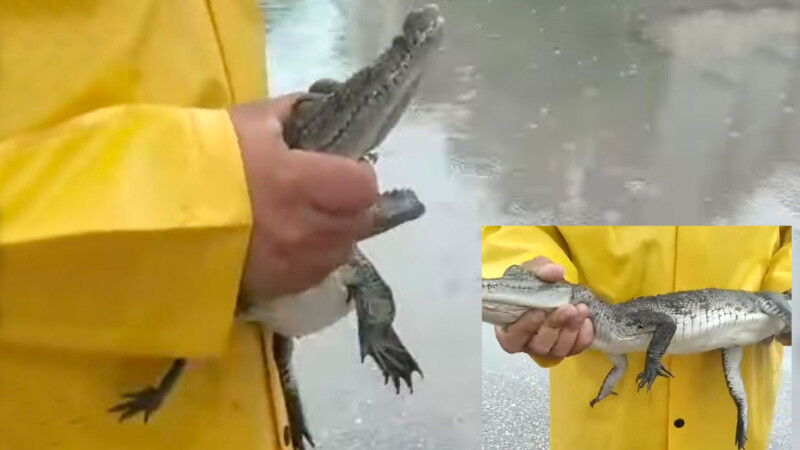 Impacta captura de cocodrilo en la Supermanzana 107 de Cancún