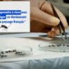Francia en alerta por aumento de casos de dengue