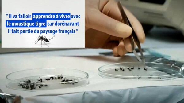 Francia en alerta por aumento de casos de dengue