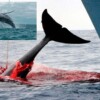 Autorizan matanza de 128 ballenas en Islandia