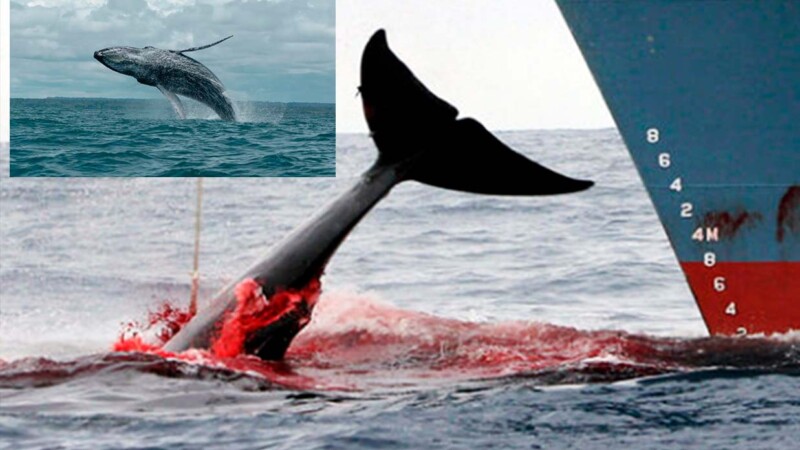 Autorizan matanza de 128 ballenas en Islandia