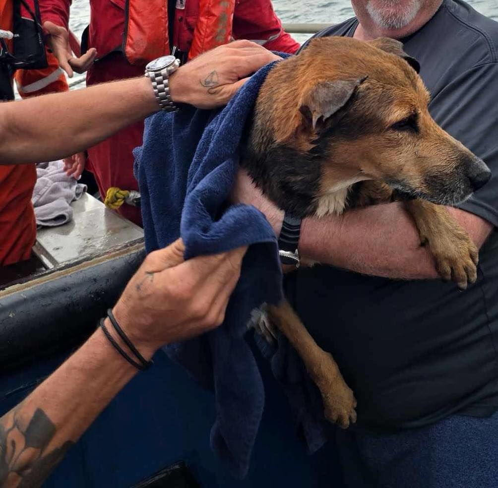 VIRAL: Rescatan a un perrito que nadaba en alta mar; personal de exploración marina lo avistó a 6 kilómetros de la costa de Coatzacoalcos.