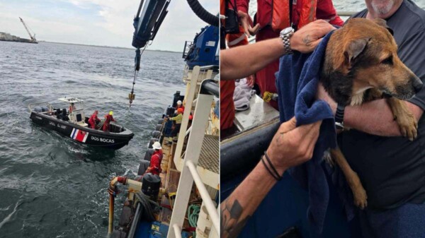 VIRAL: Rescatan a un perrito que nadaba en alta mar