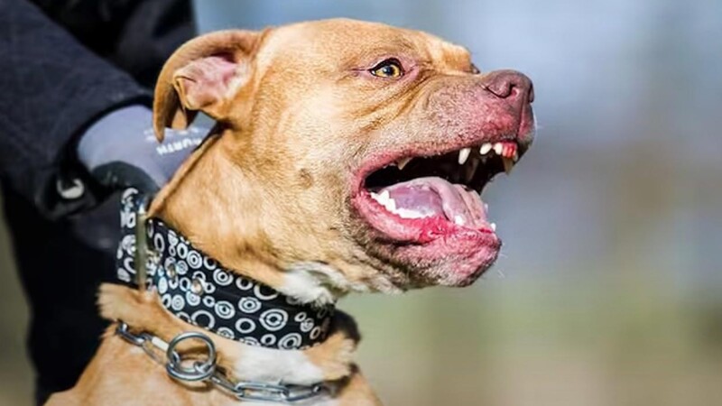 Muere niña de 4 años por ataque de perro Pitbull en Colima