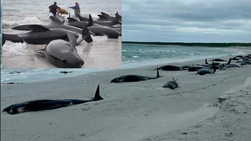 Encallan 77 ballenas en playas de Escocia, la mayoria mueren