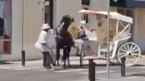 Marcharán animalistas en Mérida para exigir castigo a maltratador de caballos