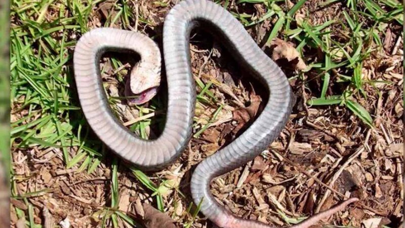 Muere serpiente por mordida de un hombre