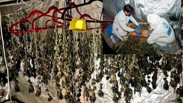 Desmantelan autoridades invernadero de mariguana en domicilio de Cancún