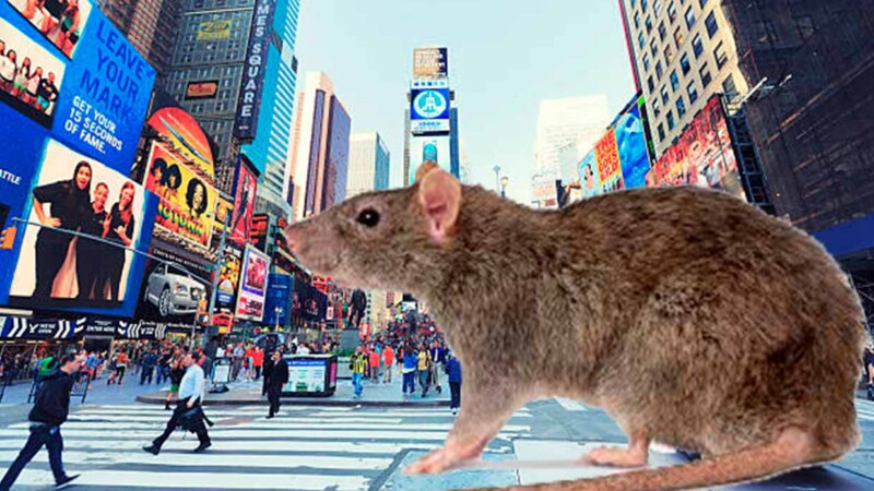 Crean al escuadrón "Rat Pack" en Nueva York para lucha contra las ratas