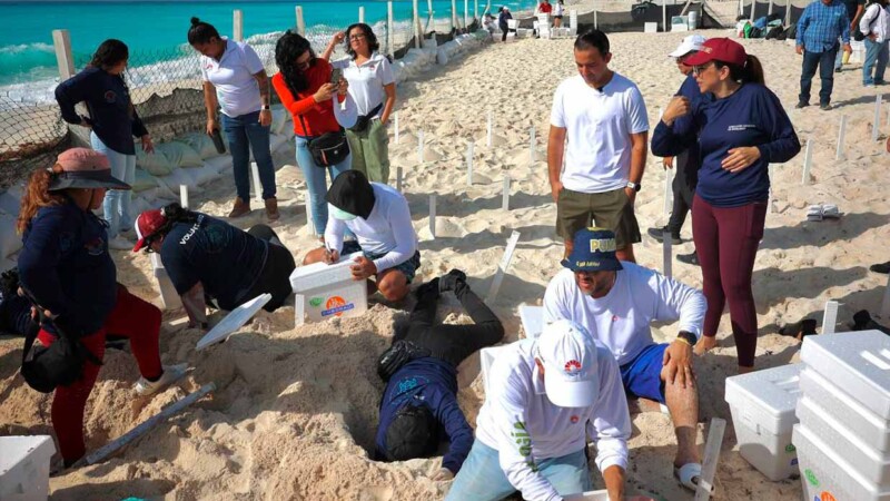 Resguarda gobierno de BJ nidos de tortugas por llegada del huracán "Beryl"