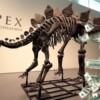 Subastan al fósil de dinosaurio mas caro de la historia: 44,6 Millones de Dólares