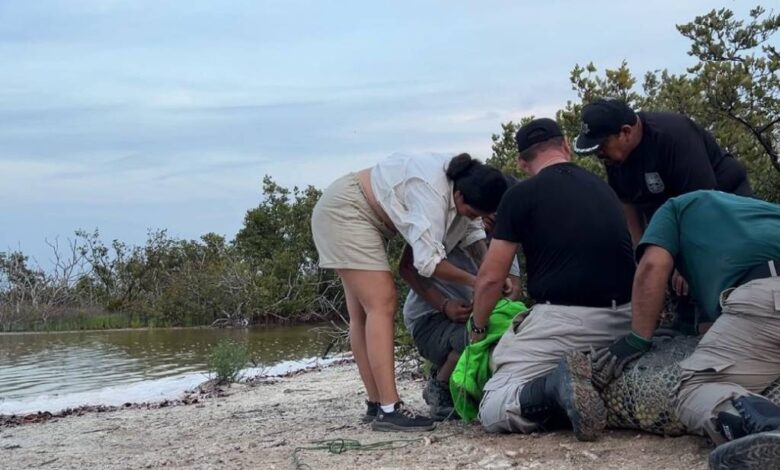 Cocodrilo hallado en una ciénega no es ‘Juancho’ y murió de causas naturales; el ejemplar en cuestión no cuenta con el marcaje de identificación.