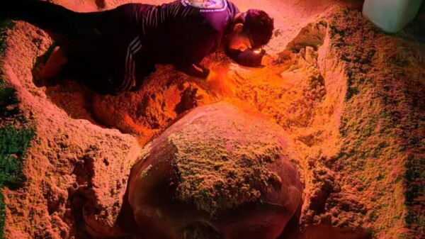 Gobierno de Isla Mujeres refuerza acciones para preservar a la tortuga marina