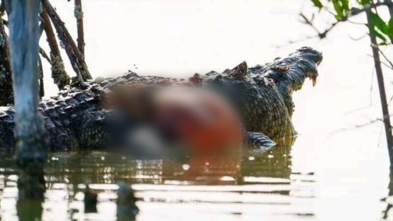 Yucatán Cocodrilo hallado en una ciénega no es ‘Juancho’ y murió de causas naturales