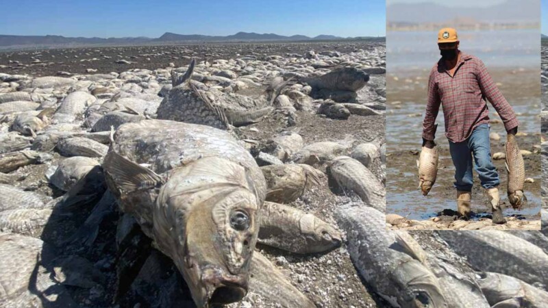 Sequía devasta lagunas en Chihuahua y desata crisis ecológica