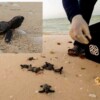 Cientos de tortugas Carey bebés son liberadas en Sisal