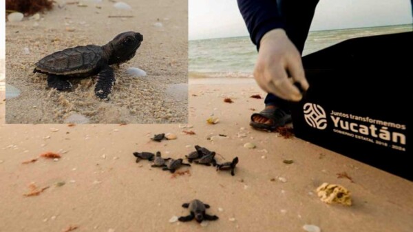 Cientos de tortugas Carey bebés son liberadas en Sisal