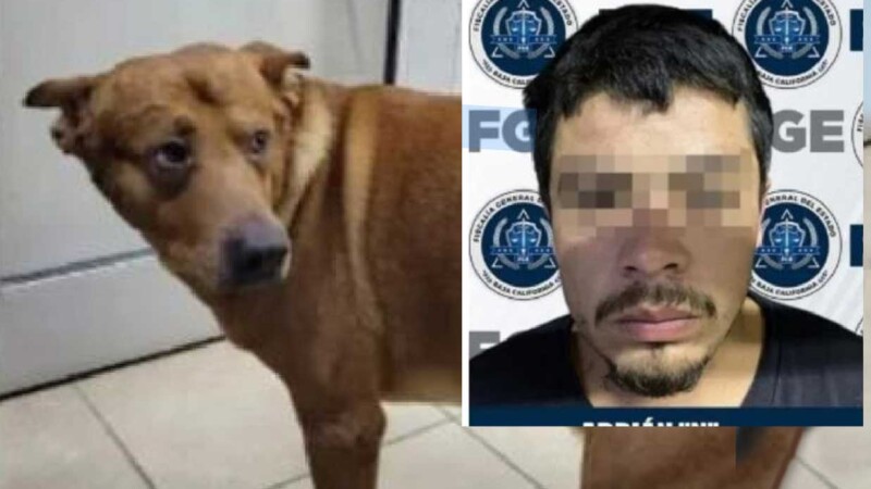 Vinculan a proceso a hombre por maltrato animal, intentó asfixiar a su perro
