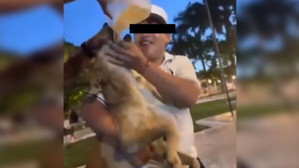 Vinculan a proceso a sujeto que alcoholizó a perrito en Dzidzantún