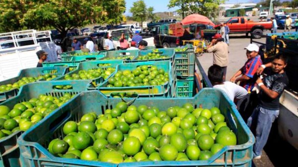 Productores de limón michoacanos se van a paro