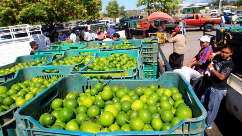 Productores de limón michoacanos se van a paro