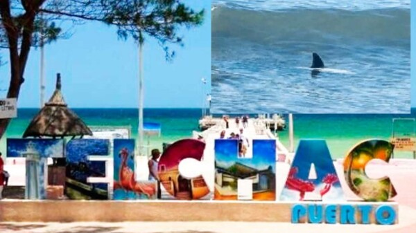 Genera alarma avistamiento de tiburones en playa de Telchac Puerto