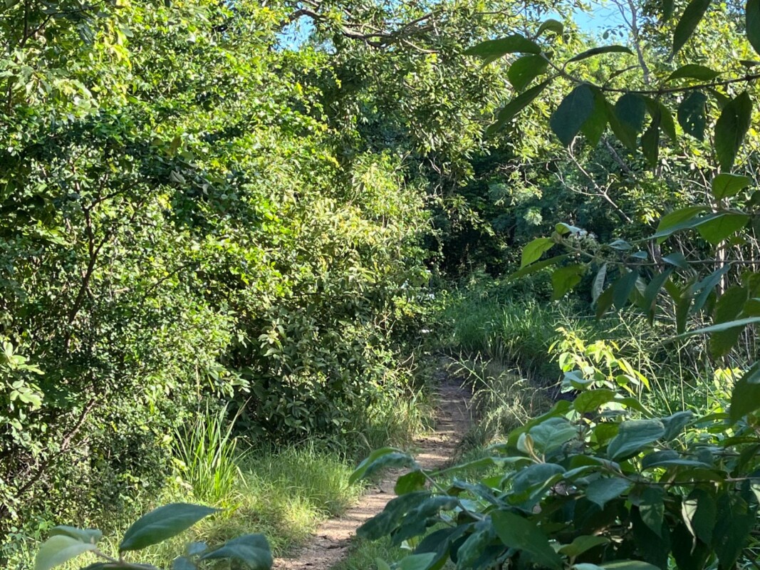Hallan un cuerpo en un cenote de la colonia La Escondida en Cancún; los vecinos reportaron los hechos al número 911 esta mañana.